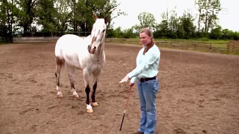 Horse TV live TV