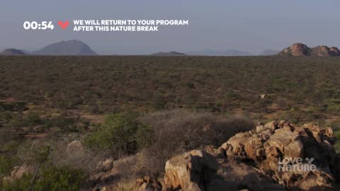 Love Nature live TV