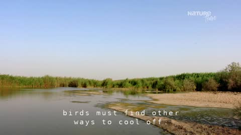NatureTime live TV