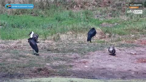 WildEarth live TV