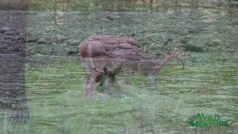 Wild Nature (1080p) live TV