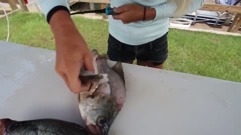 30A Darcizzle Offshore live TV