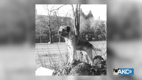 AKC TV Meet the Breeds live TV