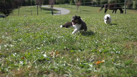 AKC TV Puppies live TV