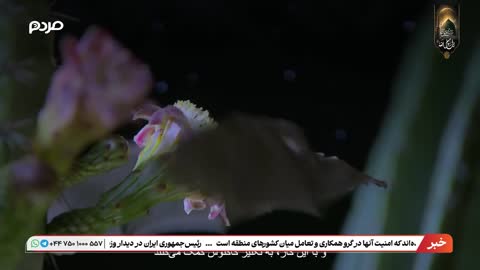 Tamadon TV live TV