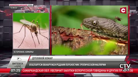STV live TV