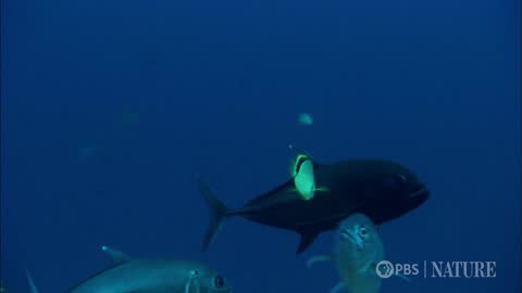 PBS Nature live TV