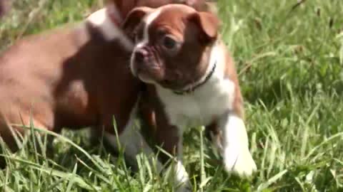 Love Pets live TV