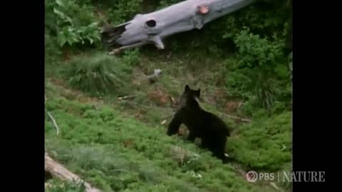 PBS Nature live TV