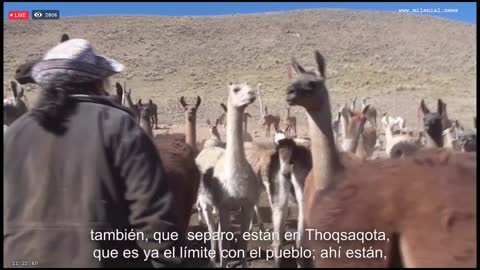 Milenial TV live TV