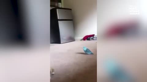 The Pet Collective live TV
