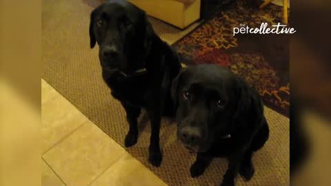 The Pet Collective International (720p) live TV