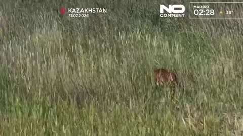 Euronews English live TV